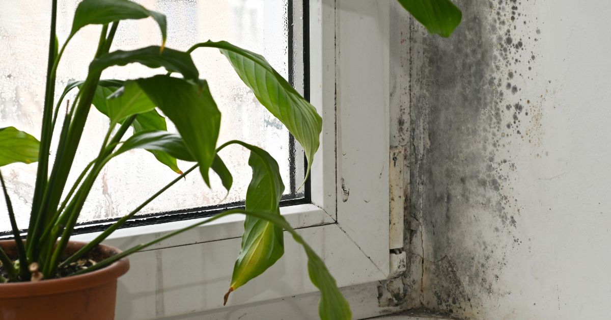 Close up of mold surrounding a window sill