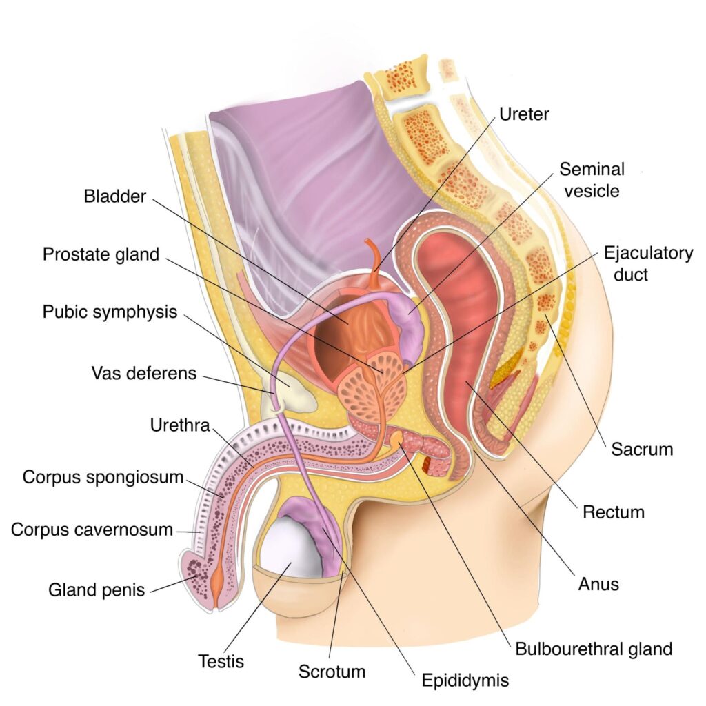 Anatomy of male reproductive system diagram, showing where the prostate gland is